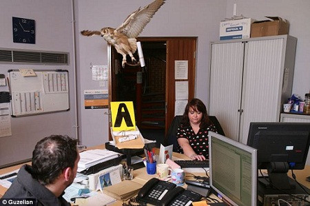 保育中心的工作人员称，他们已经习惯办公室里有猫头鹰飞来飞去了