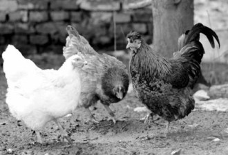 母鸡下蛋8年突变公鸡 饲料激素过多？