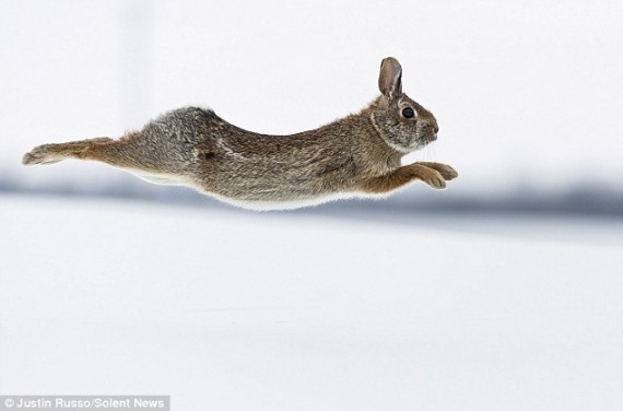 This cottontail rabbit didn't let sub-zero temperatures stop him frolicking about in six-inch deep snow