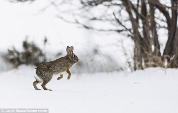 The rabbit hotfoots it up the hill, as he tries to escape temperatures of around -5c