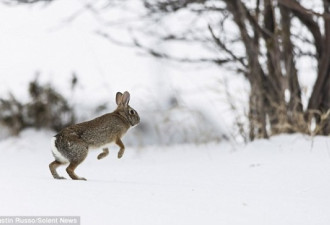 雪地做空中瑜伽 加拿大野兔萌翻网友