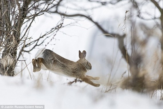 The chilly rabbit quickly made his way to the cover of a nearby forest, no doubt trying make it to the cover of his cosy warren