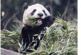 可爱满屋 中国大熊猫抵达加拿大图集