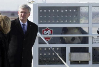 可爱满屋 中国大熊猫抵达加拿大图集