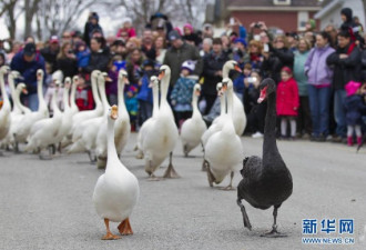 春来了 实拍安省小镇的天鹅游行活动