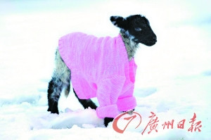 英国小羊羔穿上彩色的“羊毛衫”御寒 萌上加萌(组图)