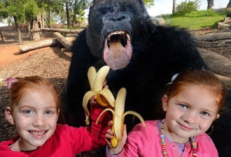澳大猩猩隔玻璃馋香蕉呲牙咧嘴干着急