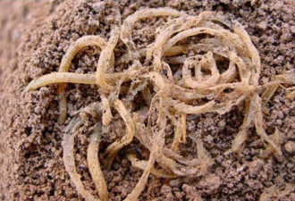 最古老的食物：中国发现4000年前面条
