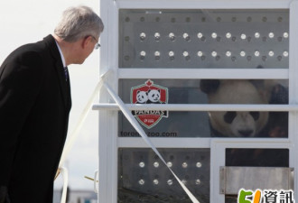 大熊猫受到国宾级接待 5月长周末见面