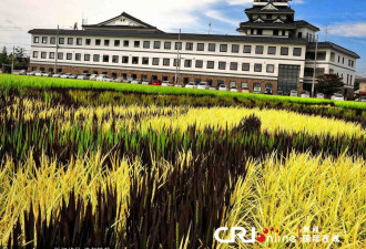日本农民稻田作画：耗时数月种植而成