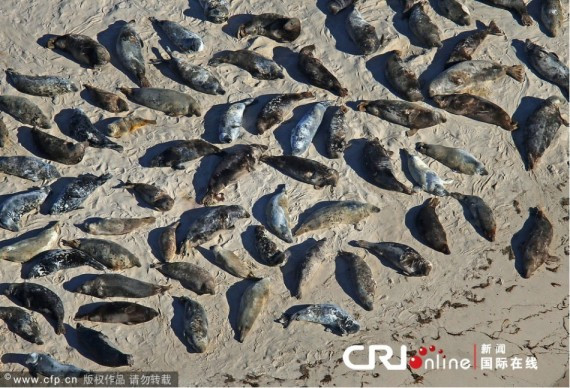 美国麻州1.5万只海豹集体晒太阳：海滩上星罗棋布(组图)