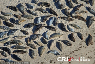 美国1.5万海豹晒太阳：海滩星罗棋布