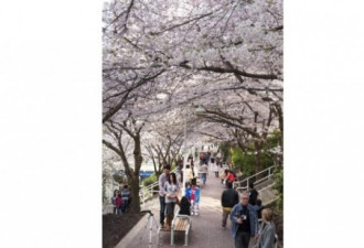 图：春至加国 温哥华万朵樱花齐绽放