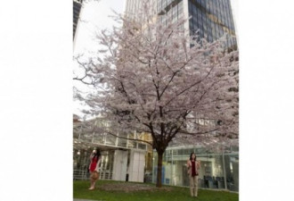 图：春至加国 温哥华万朵樱花齐绽放