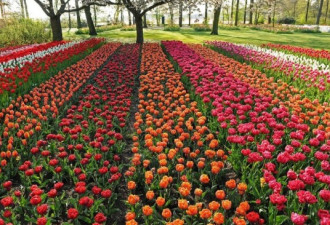 探访荷兰最大花园：700万株花朵怒放