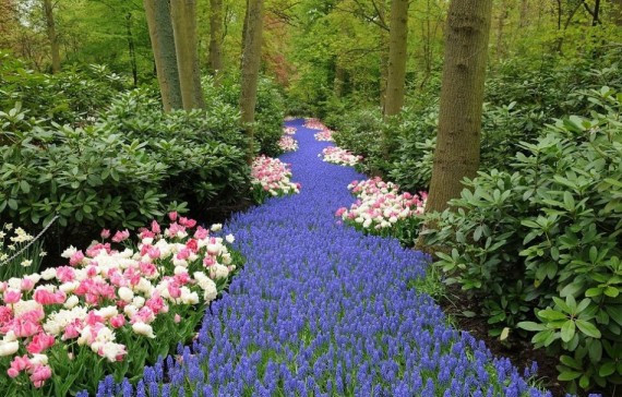 探访阿姆斯特丹世界最大花园：700万株美丽花朵怒放(组图)