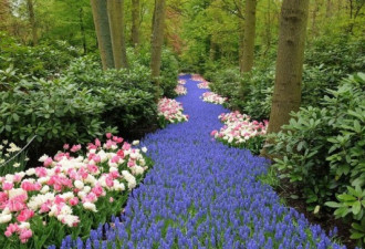 探访荷兰最大花园：700万株花朵怒放