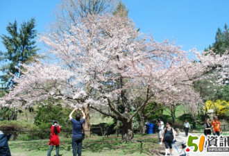 高地公园樱花盛放先睹为快 周末开7成
