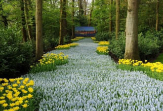 世界最大花园：700万株美丽花朵怒放