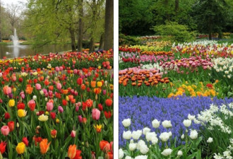 世界最大花园：700万株美丽花朵怒放