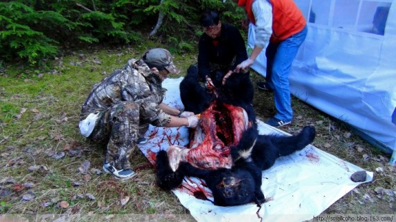 慎入：扛枪穿行在山水如画的加拿大 5月猎大熊(高清组图)