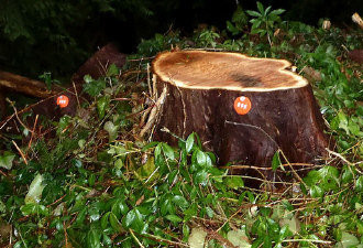 北温哥华居民非法砍树 3人遭刑事起诉