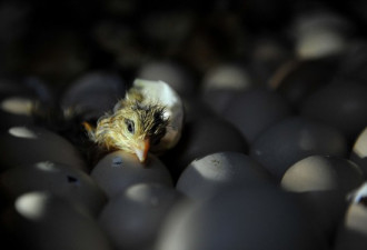 广东每日上万新生鸡 被投入沸水烫死