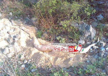 白娘子:4米白色无首巨蟒现河北云梦山 疑遭雷击而亡(图)