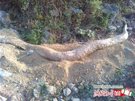 白娘子:4米白色无首巨蟒现河北云梦山 疑遭雷击而亡(图)