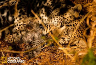 摄影师非洲拍雄性豹子吞食幼崽罕见照片