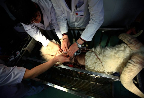 重大突破：中国“人工心脏”实验羊存活超过60天(高清组图)