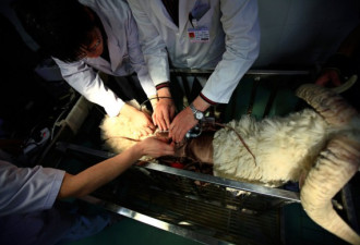 中国“人工心脏”实验羊 存活超60天