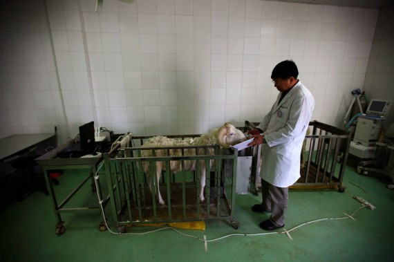 重大突破：中国&ldquo;人工心脏&rdquo;实验羊存活超过60天(高清组图)