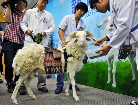 重大突破：中国“人工心脏”实验羊存活超过60天(高清组图)