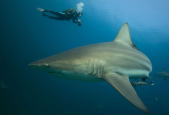 近距拍摄 南非海域鲨鱼进食狂野画面