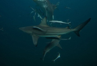 近距拍摄 南非海域鲨鱼进食狂野画面