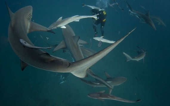 实拍：潜水员拍摄南非海域鲨鱼进食狂野画面(高清组图)