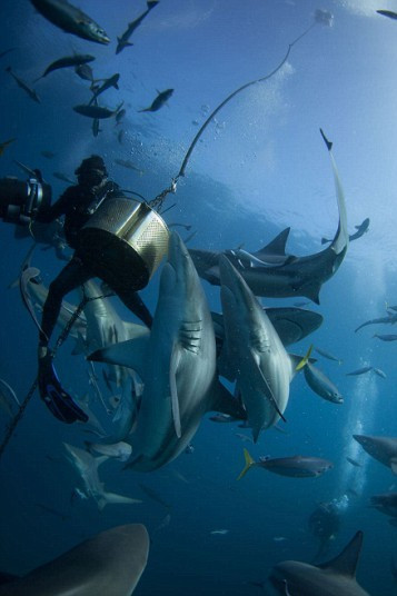 实拍：潜水员拍摄南非海域鲨鱼进食狂野画面(高清组图)