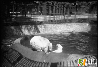 老照片：多伦多的第一个动物园