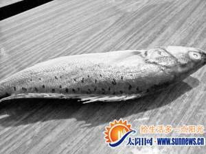 男子被鲈鱼刺伤引发感染 50小时后遭截肢(图)