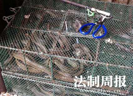 湖南岳阳疑吃野生蛇成风 每日消费近两千斤(组图)