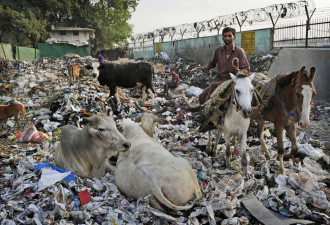 探访印度：活在垃圾堆上的人们和动物