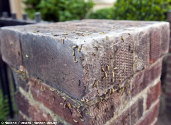 慎入：伦敦郊区遭巢蛾幼虫入侵 爬满街道景象恐怖(组图)