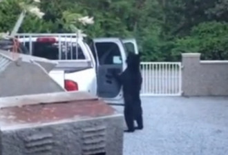 视频：加国黑熊真成精了 竟会开车门