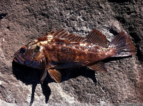 三个新手的鹿岛打猎记 - smallcoho - smallcoho的记忆板