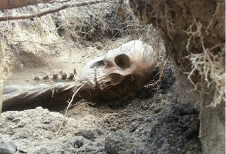 加国夫妇在自家后院挖出400年前古尸
