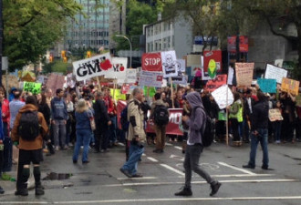 加美250城示威 抗议基因改造食物