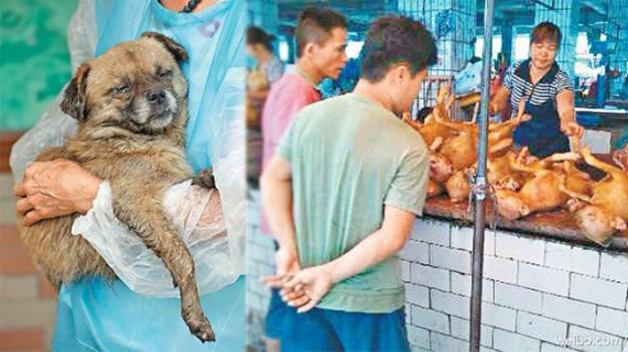 广西玉林“狗肉节”照常举行 政府辩称没依据禁吃狗(图)