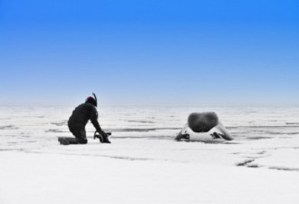 加国北极独特旅游 近距离接触露脊鲸