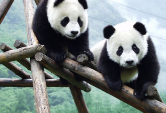 熊猫在台湾产下宝宝 破例不用回大陆